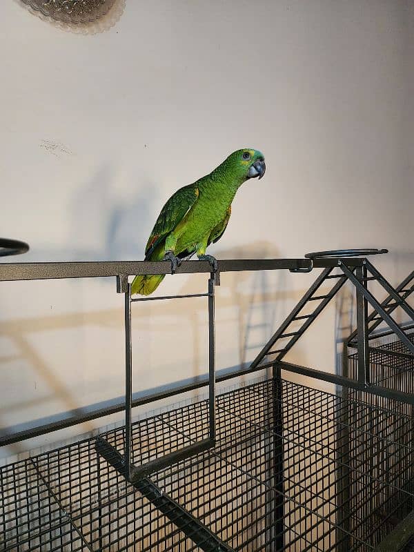 Triton Cockatoos, Blue Fronted Amazon, Blue & Gold Macaw, African Grey 9