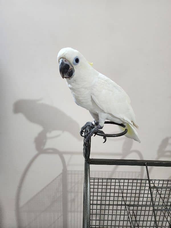 Triton Cockatoos, Blue Fronted Amazon, Blue & Gold Macaw, African Grey 10