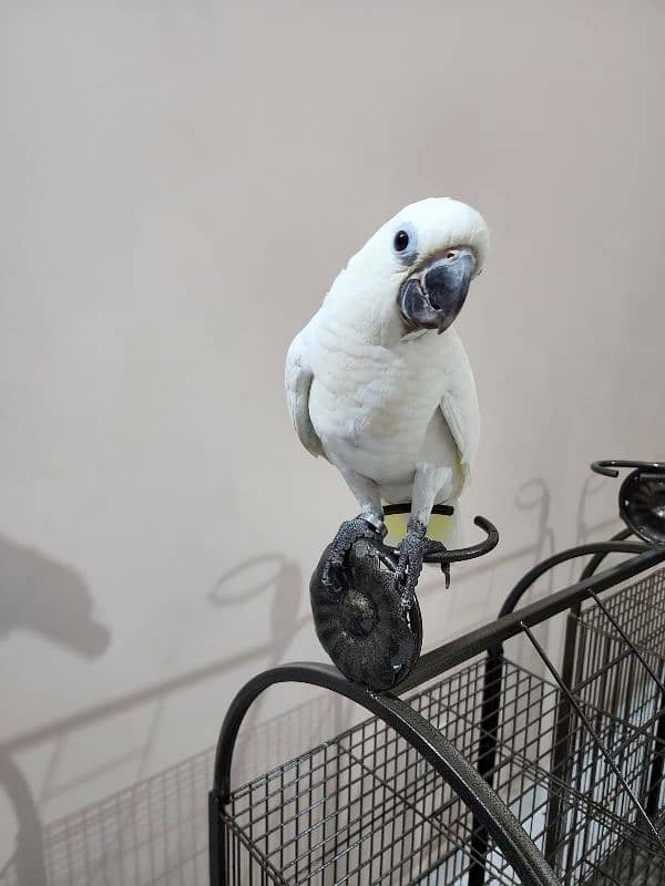 Triton Cockatoos, Blue Fronted Amazon, Blue & Gold Macaw, African Grey 11