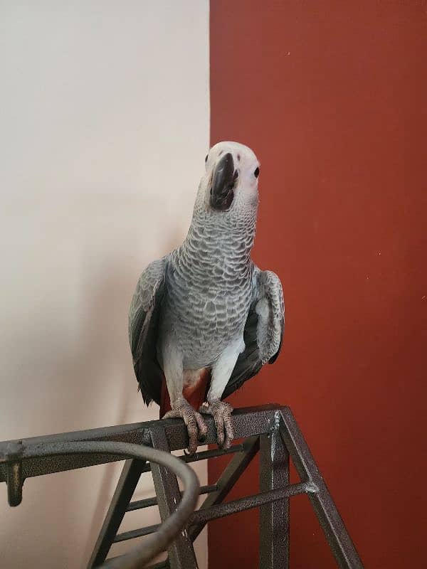 Triton Cockatoos, Blue Fronted Amazon, Blue & Gold Macaw, African Grey 13