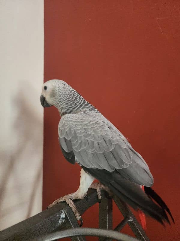 Triton Cockatoos, Blue Fronted Amazon, Blue & Gold Macaw, African Grey 15