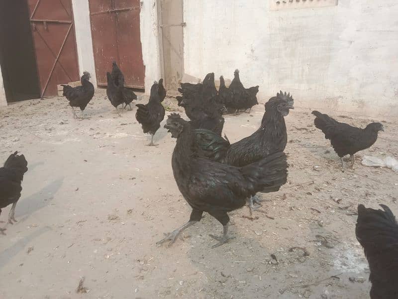 ayam Cemani eggs & breeders available 2