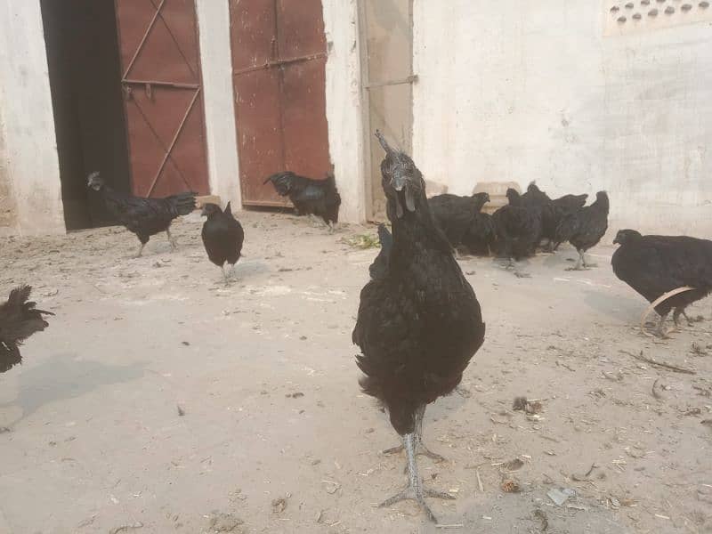 ayam Cemani eggs & breeders available 4