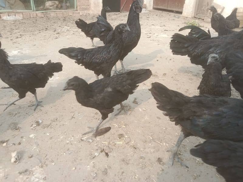 ayam Cemani eggs & breeders available 6