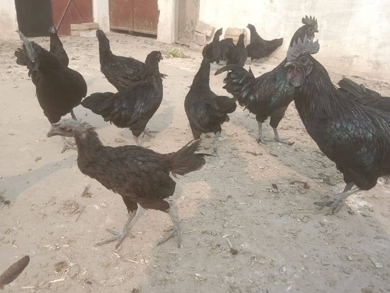 ayam Cemani eggs & breeders available 7