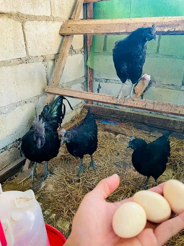 ayam Cemani eggs & breeders available 13