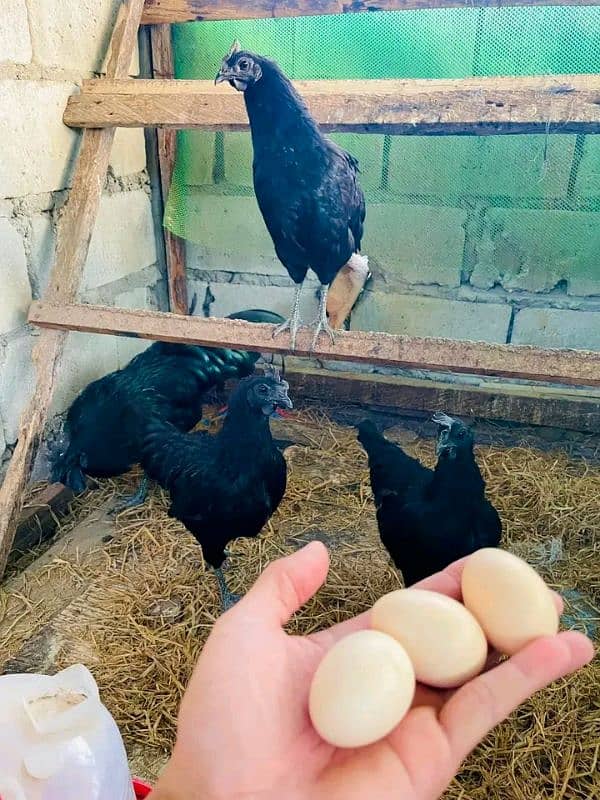 ayam Cemani eggs & breeders available 14