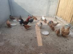 Andy wali desi MURGI for sale | Egg laying hen for sale