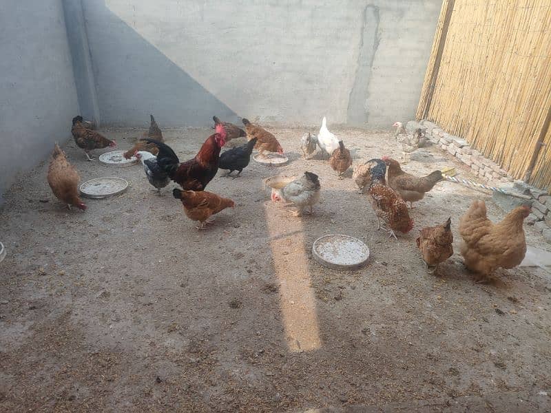 Golden Misri Ando wali murgian | Egg laying hen for sale 0