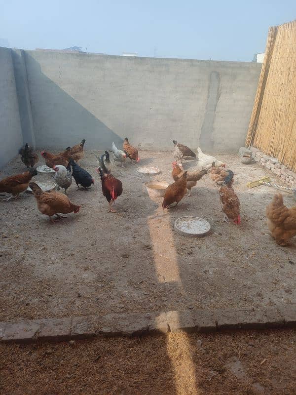 Golden Misri Ando wali murgian | Egg laying hen for sale 1