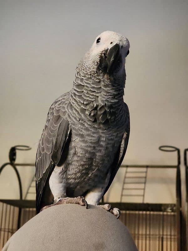 Triton Cockatoos, Blue Fronted Amazon, Blue & Gold Macaw, African Grey 16