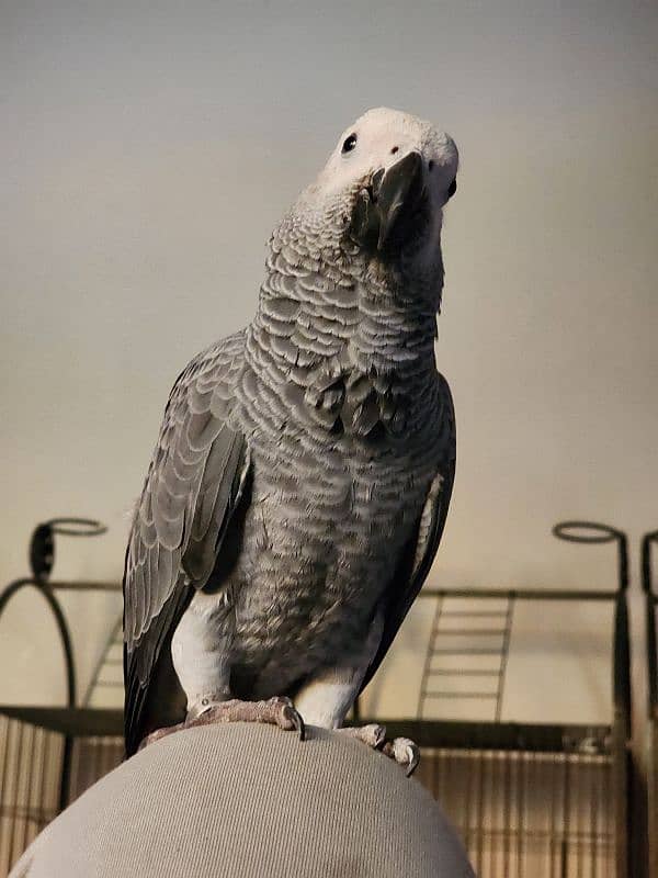 Triton Cockatoos, Blue Fronted Amazon, Blue & Gold Macaw, African Grey 17