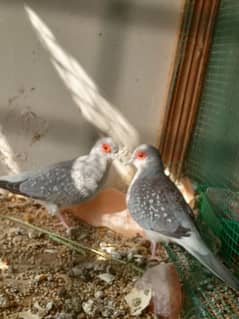 Dove pair