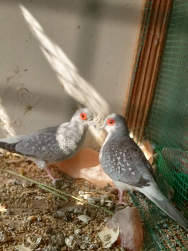 Dove pair 2 bacchon ke sath 0