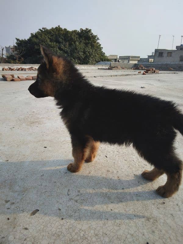 German shepherd puppies 03338873453 0