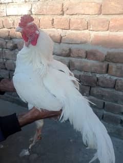 white murga breeder for sale