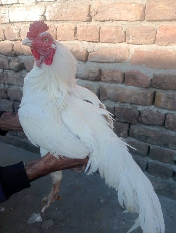 white murga breeder for sale 0