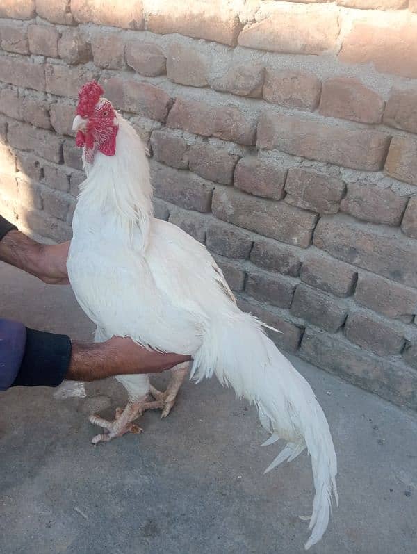 white murga breeder for sale 1