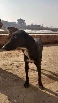 afghan kuchi house dog