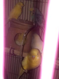 budgies pair for sale