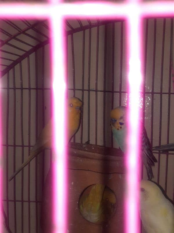 budgies pair for sale 1