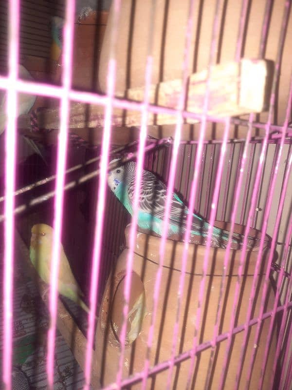 budgies pair for sale 2