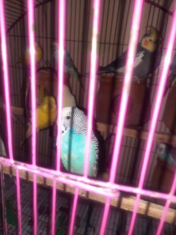 budgies pair for sale 3