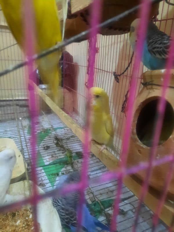 budgies pair for sale 4