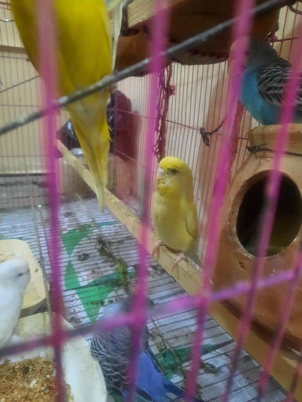 budgies pair for sale 5