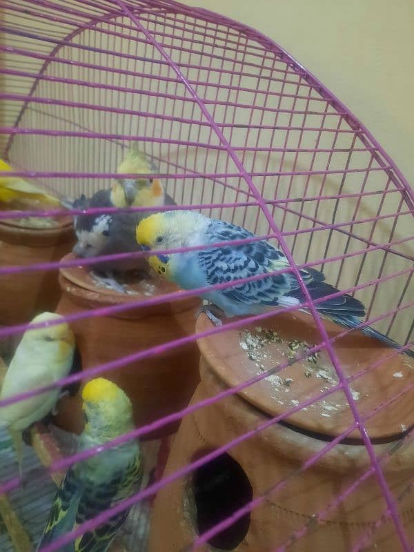 budgies pair for sale 6