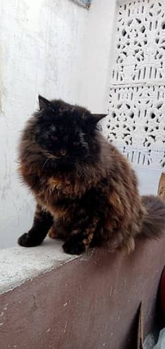 Persian female kitten tripple coated age 7 months