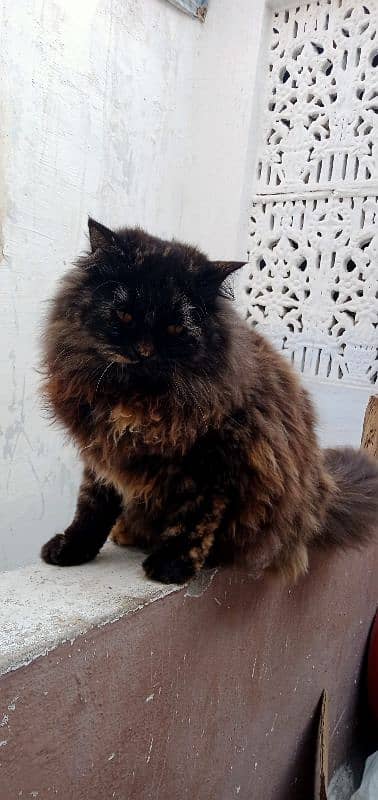 Persian female kitten tripple coated age 7 months 0