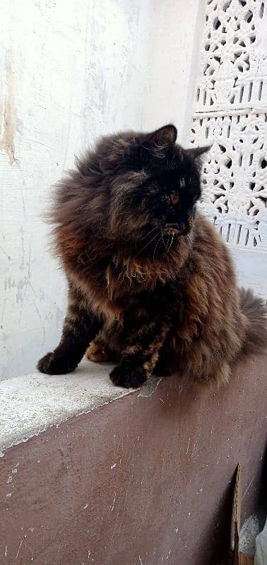 Persian female kitten tripple coated age 7 months 1