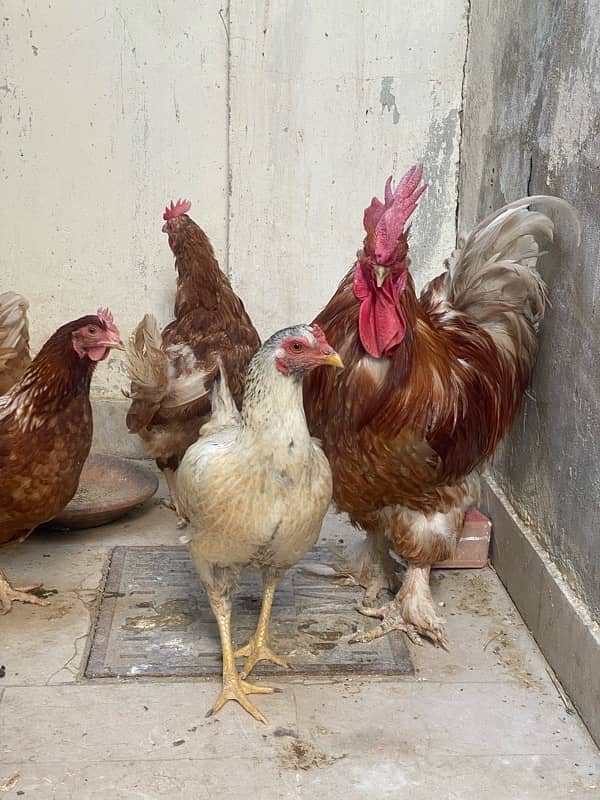 Fancy buff male with 4 lohman brown and 1 white misri 5