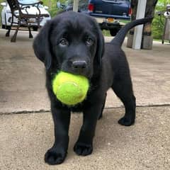 Labrador Dog Male hai 35days ka h