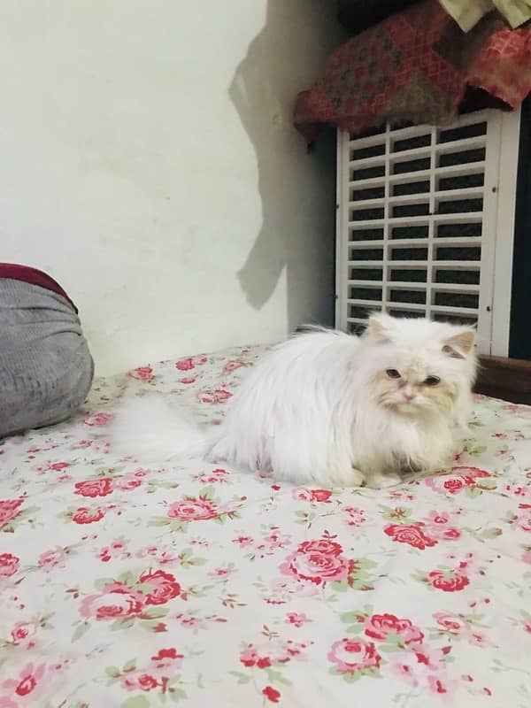 Persian cat 0