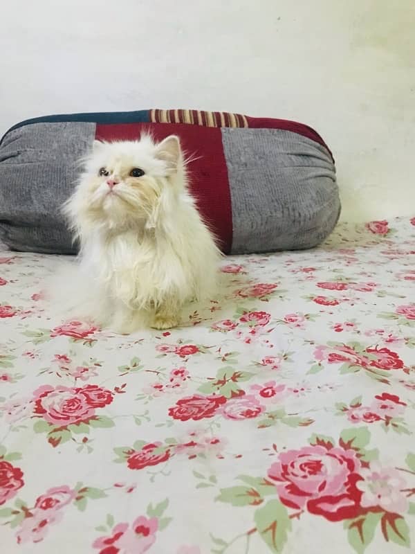 Persian cat 2