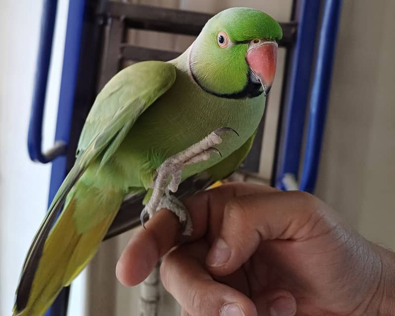 Hand tamed Green Indian ringneck parrot (bolne wala) - Cage included 0