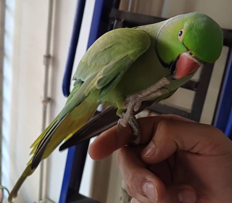 Hand tamed Green Indian ringneck parrot (bolne wala) - Cage included 1