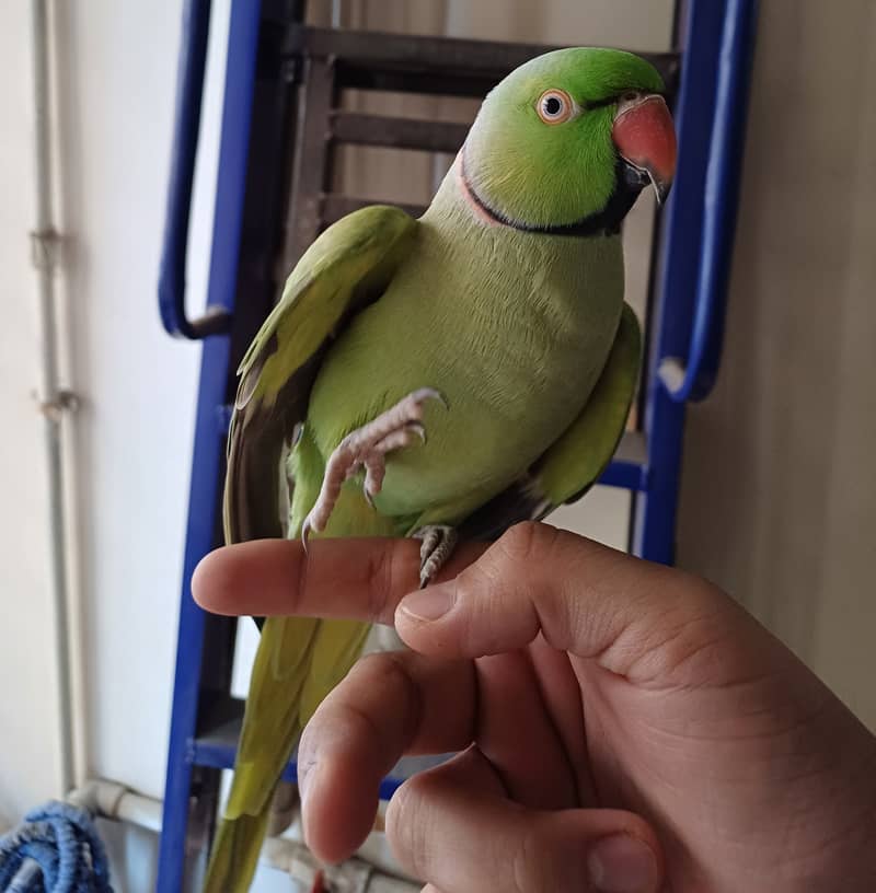 Hand tamed Green Indian ringneck parrot (bolne wala) - Cage included 2