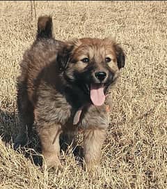 bakarwal breed male age 2 month  for sale