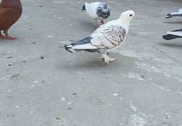 Santient fancy short beak female pigeon