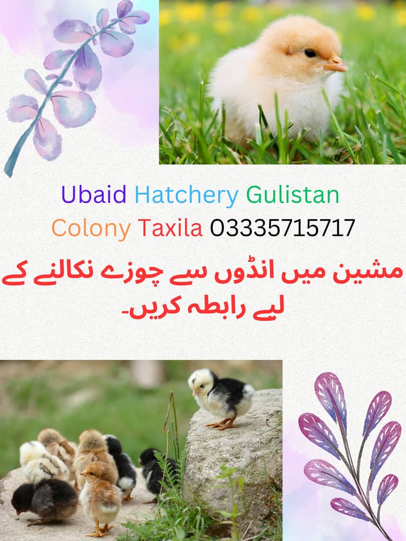 Fancy Hens Chicks O3335715717 1