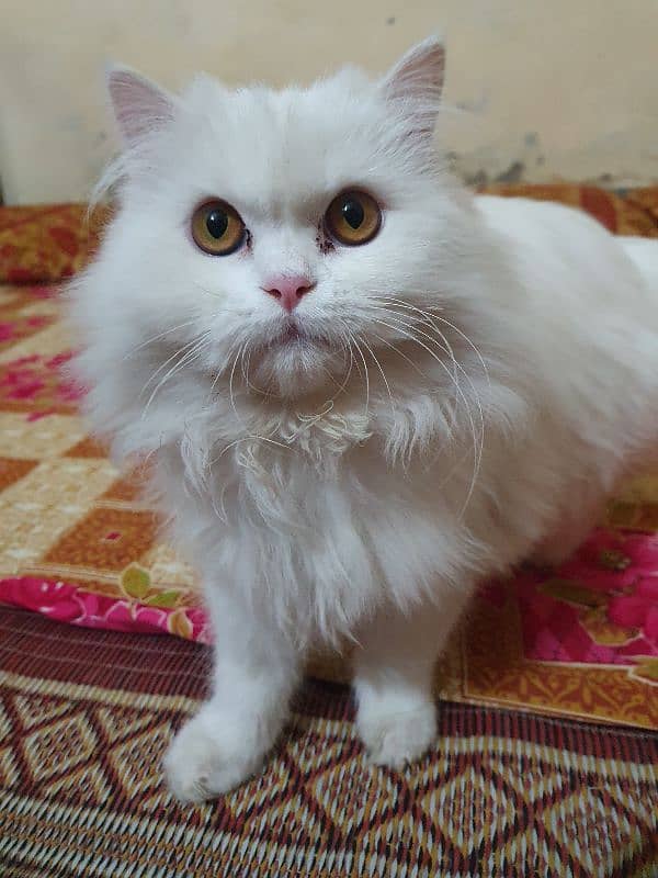 Persian Kitten 4