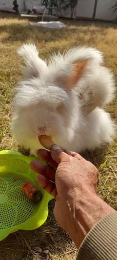 rabit female English angora