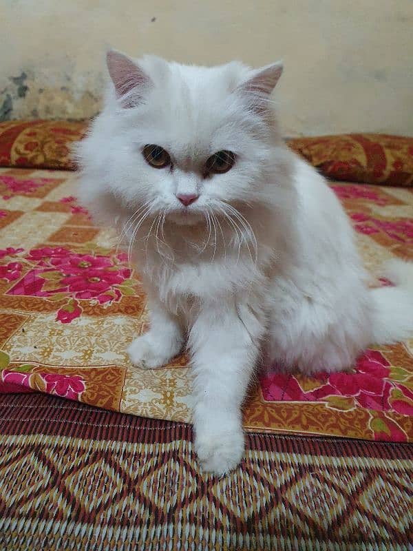 Persian Kitten 5