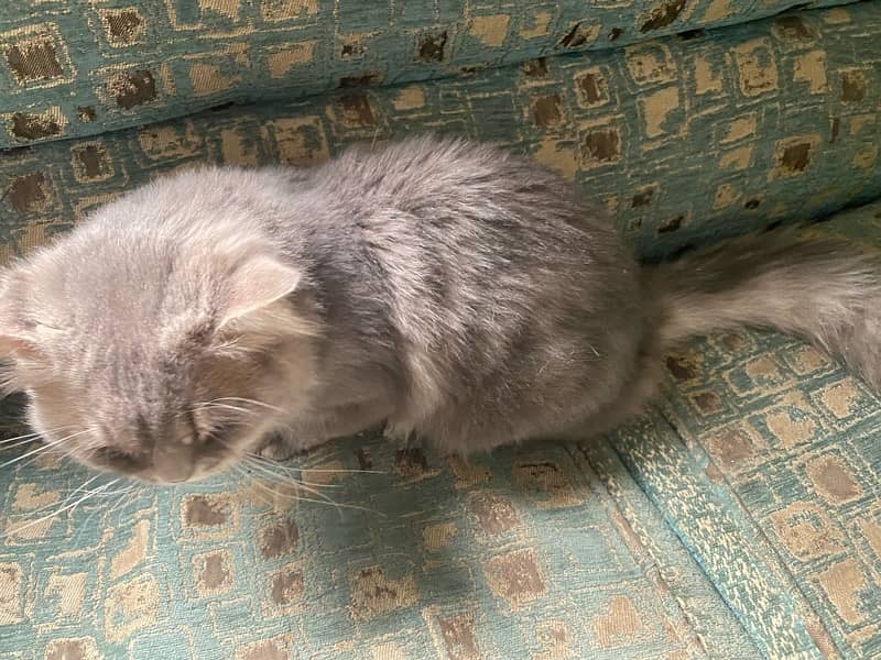 persian cate Male 3 triple coated 0