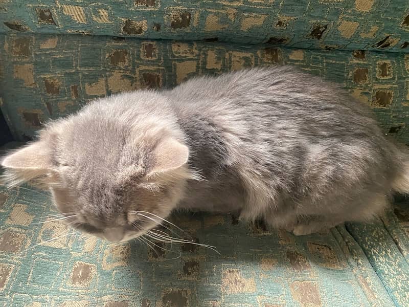 persian cate Male 3 triple coated 1