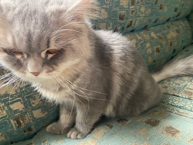 persian cate Male 3 triple coated 2