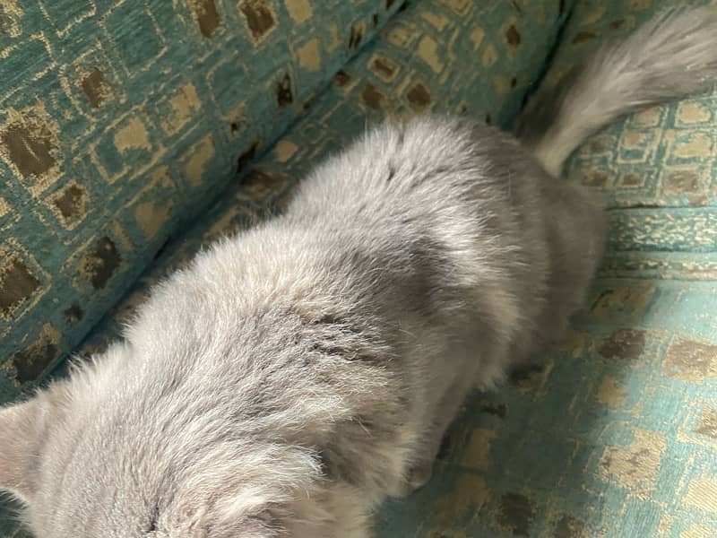 persian cate Male 3 triple coated 3